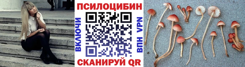 как найти   Чёрмоз  Галлюциногенные грибы Magic Shrooms 